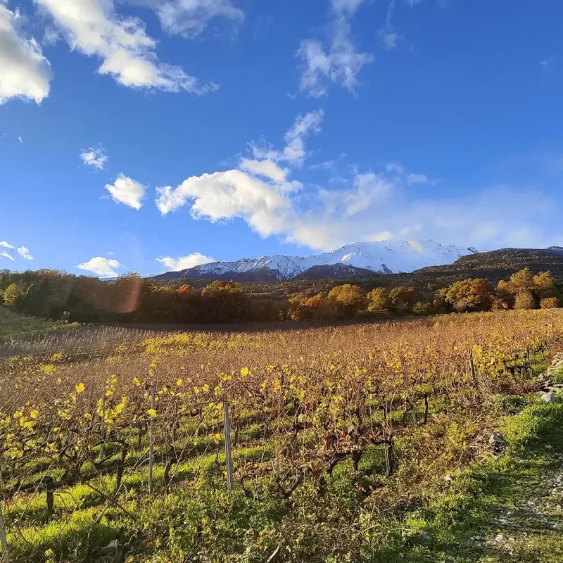 Cave-du-Lac-Elia-Gabrieli-Production-et-vente-de-vin-du-Valais.-Degustation-et-visite-de-cave-et-du-vignoble-2